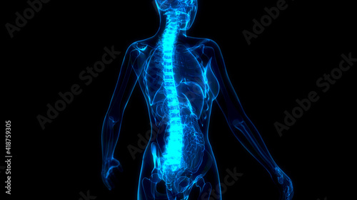 vertebra on x-ray human body, cg healthcare 3d illustration