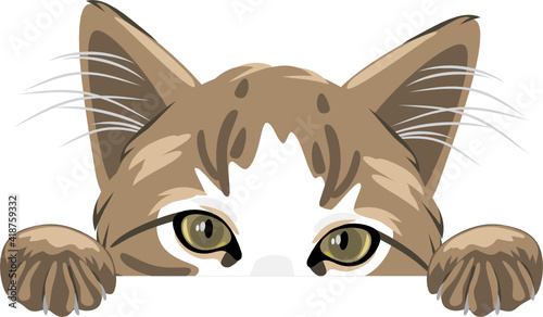 Peeking cute cat