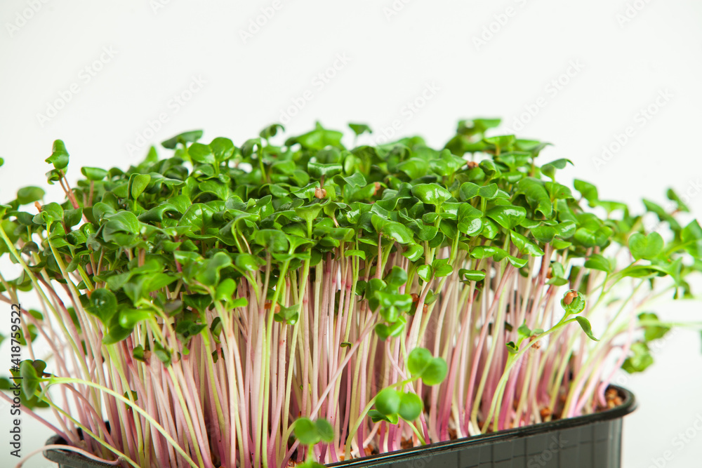 Microgreens are vegetable greens harvested just after the cotyledon leaves have developed. Microgreens are vegetable greens harvested just after the cotyledon leaves have developed.