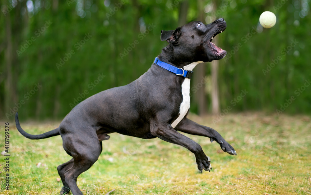 A playful Pit Bull Terrier mixed breed dog catching a ball