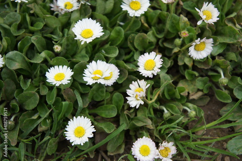 AGV - Spring Flowers