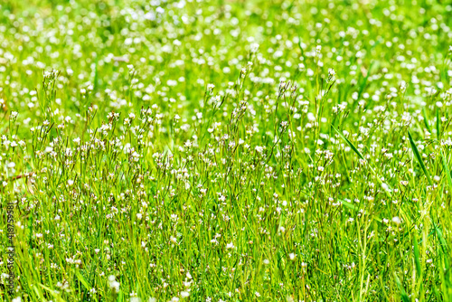 Green grass and white small flowers in the meadow.