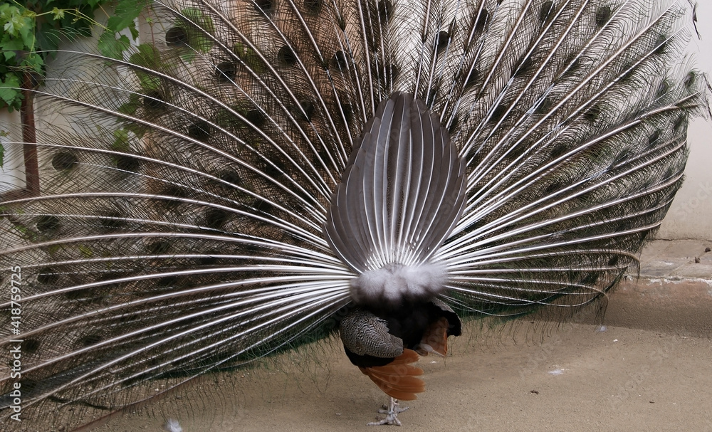 Obraz premium Indian peacock or blue peacock (Pavo cristatus), a beautiful bird with brightly colored plumage. A peacock with a loose tail, the back side of the feathered.