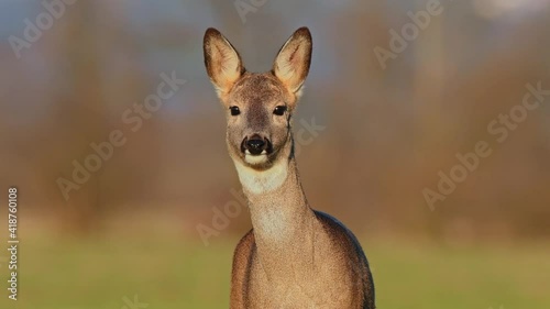 Curious wild female roe deer looking at the camera