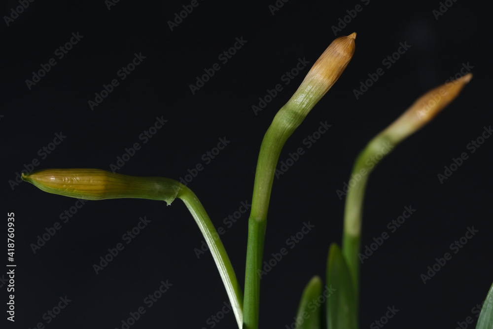 Three buds of fresh daffodils close up on a black background space for text Three buds of fresh daffodils close up on a black background space for text