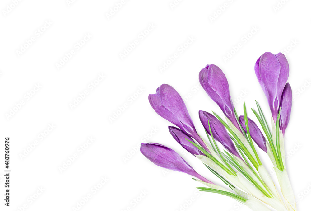 Naklejka premium Bouquet of purple crocus flowers in the coner of page isolated on white background 