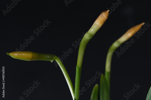 Three buds of fresh daffodils close up on a black background space for text