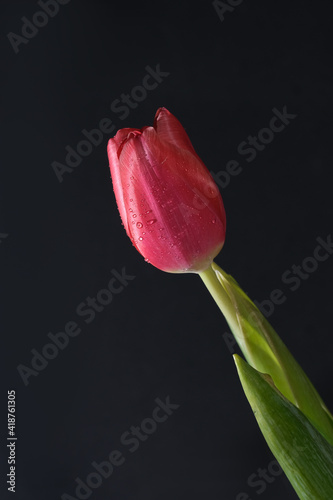 One fresh red tulip close up on a black background space for text