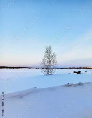  lonely bare tree in winter.