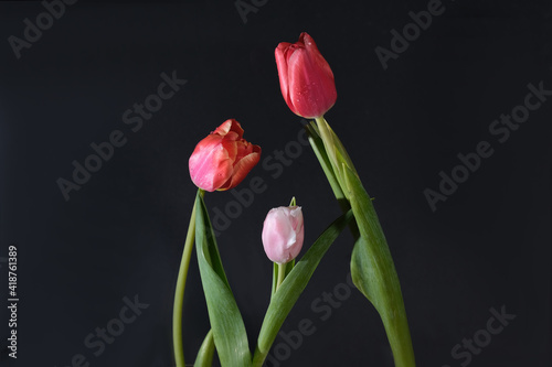Three fresh red, pink tulips on a black background space for text