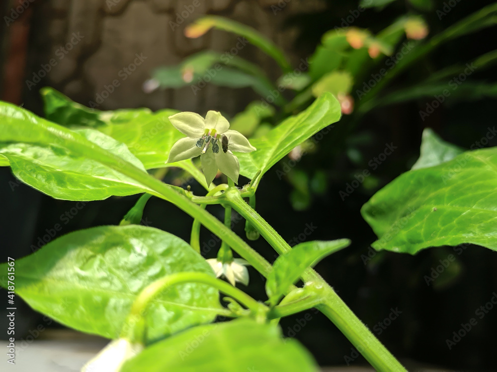 Flor de pimenta com polinizador Flor de pimenta com polinizador