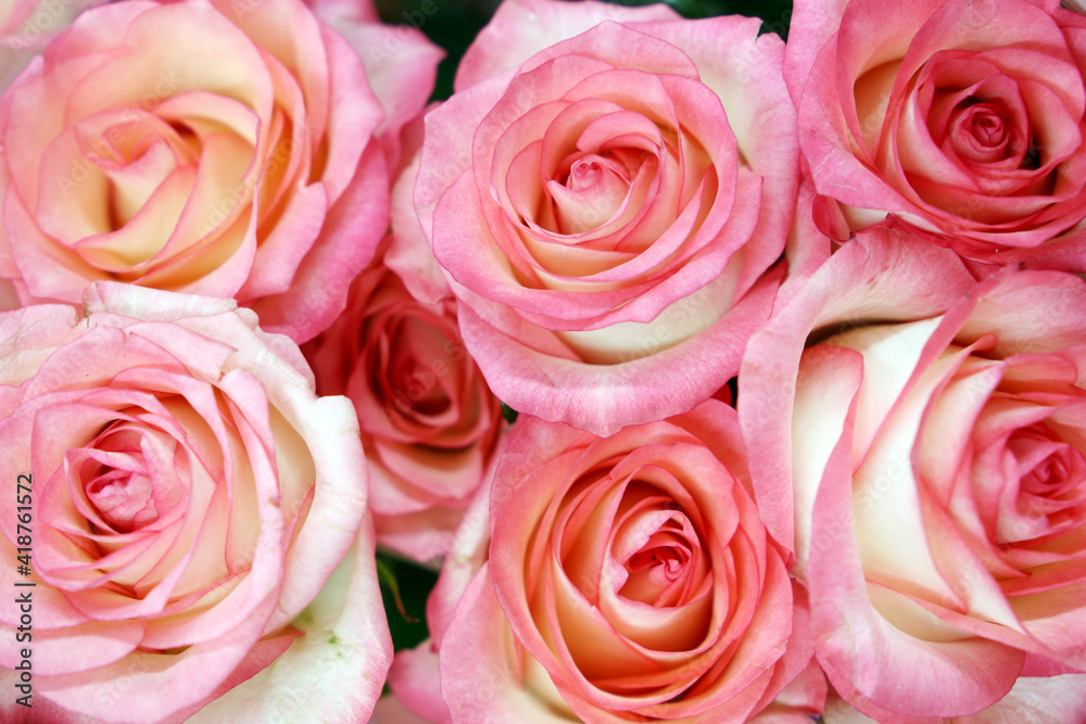 Bouquet of roses, pink flowers for festive background Bouquet of roses, pink flowers for festive background