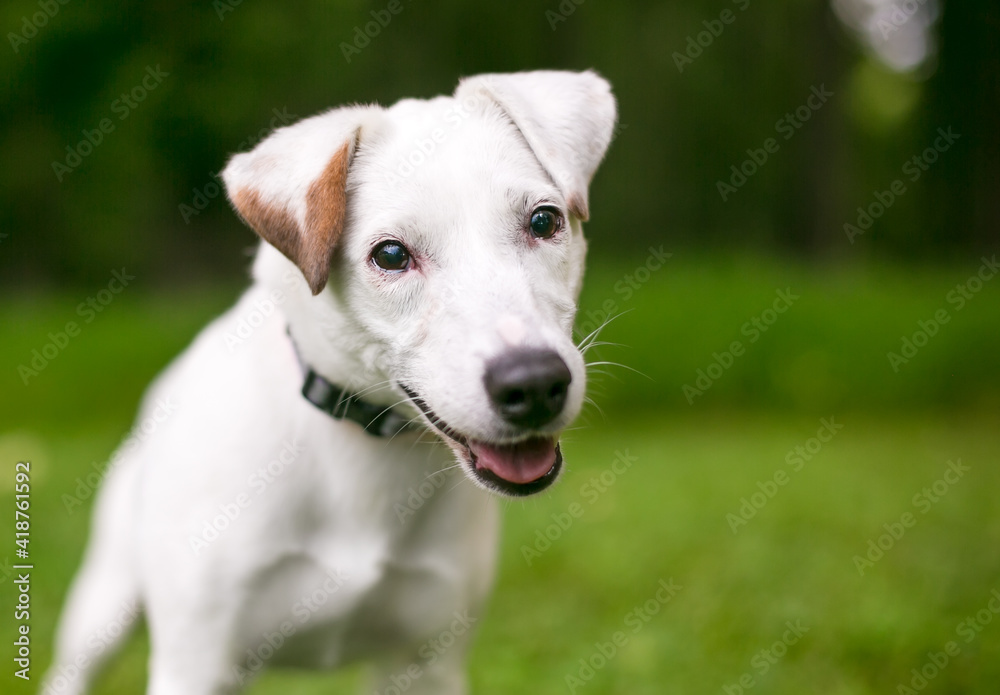 A happy Jack Russell Terrier dog outdoors
