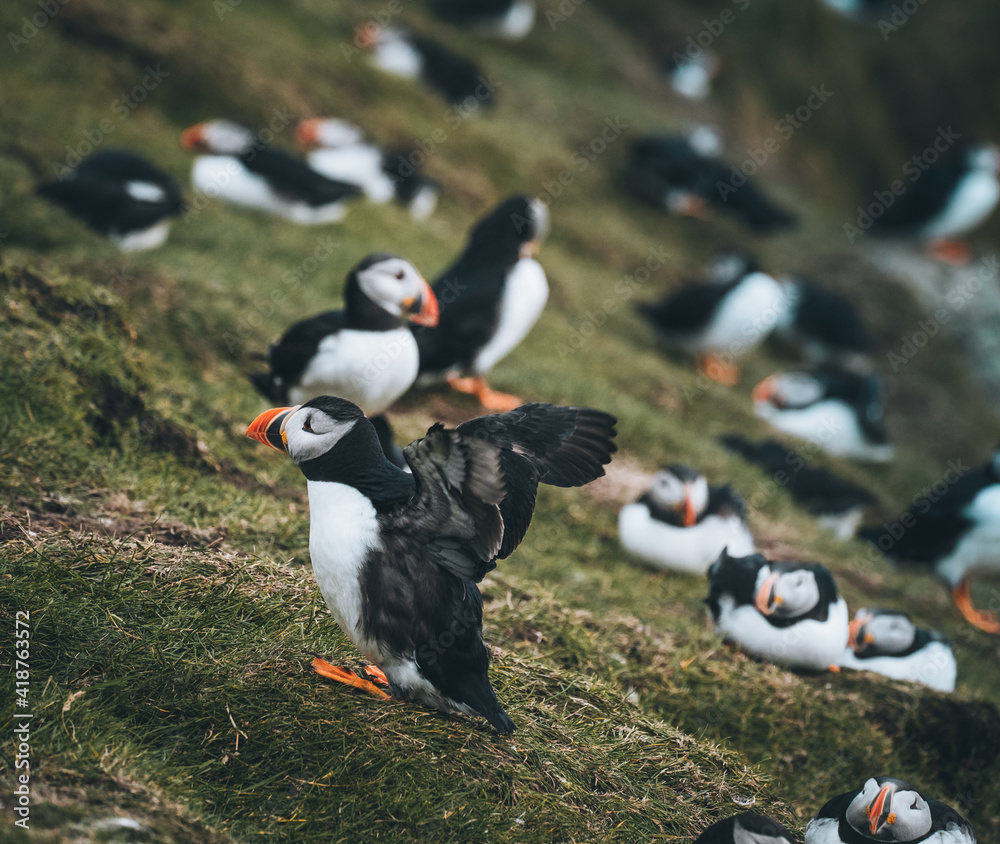 Fototapeta premium Atlantic Puffins bird or common Puffin in ocean blue background. Fratercula arctica. Shot in Faroe Islands in North Atlantic.