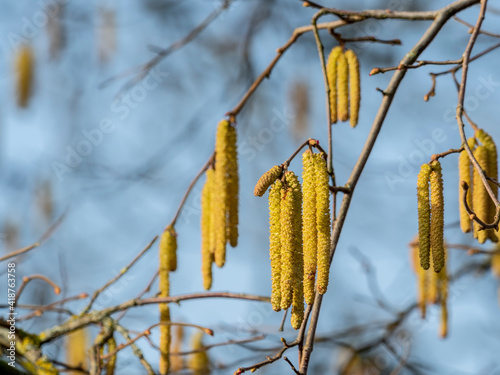 A nice picture of the hazel catkin in spring photo