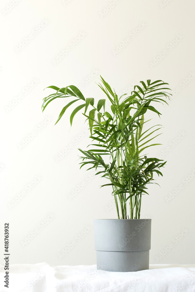 Fototapeta premium Green house plant hamedorea in a pot. Trend home plants, Scandinavian style in the interior. Copy space.