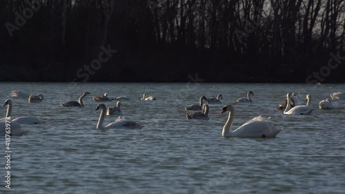 The swans swims on the water in its natural habitat in the evening sun on a slightly undulating water surface. 