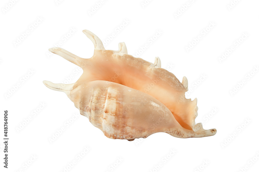 exotic seashell isolated against white macro background exotic seashell isolated against white macro background