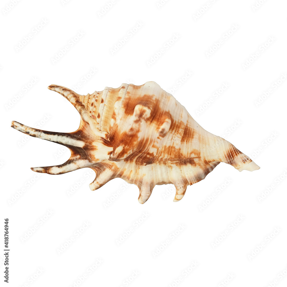 exotic seashell isolated against white macro background exotic seashell isolated against white macro background