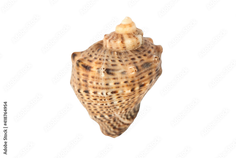 exotic rapang seashell isolated against white macro background exotic rapang seashell isolated against white macro background