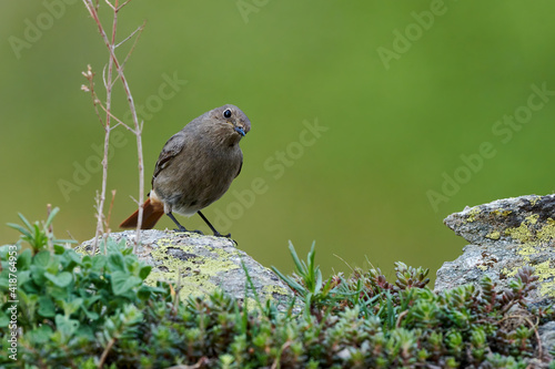 Small bird on a rockFemale Black redstart (Phoenicurus ochruros) on a rock.