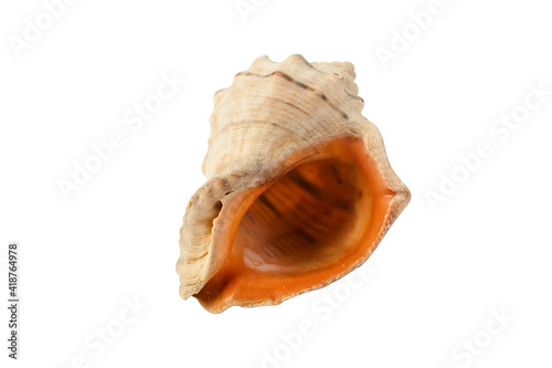exotic rapang seashell isolated against white macro background