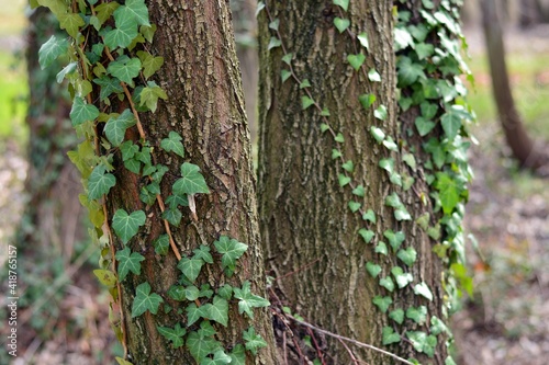 Yedra enredada en troncos de árboles