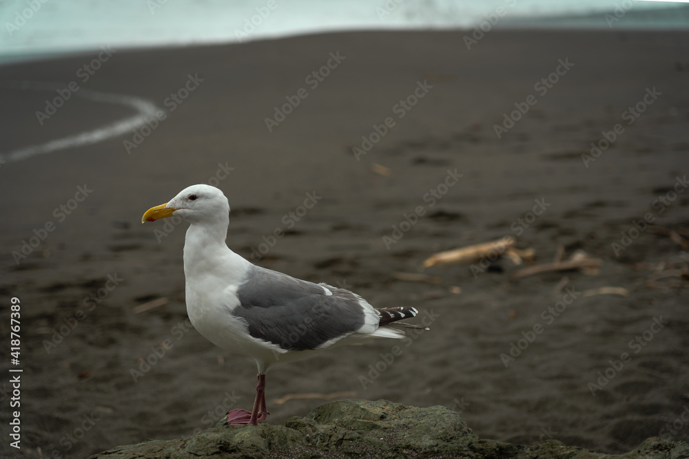 Obraz premium seagull on beach