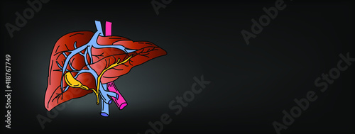 Healthy liver poster. Organic Healthy Liver Realistic Organ Concept. Vector illustration.