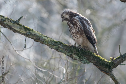 Common buzzard (Buteo buteo) searching for a prey on the ground, in De Biesbosch National Park.