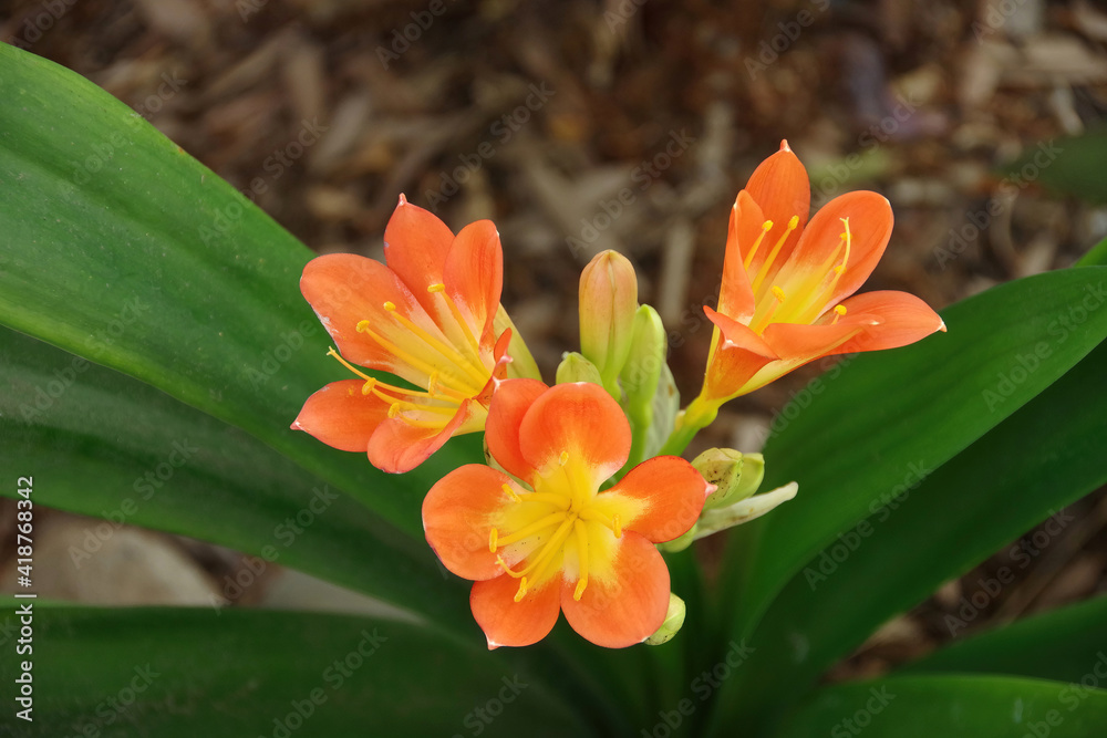 Close-up view with selected focus of a Clivia lily blossoms and buds