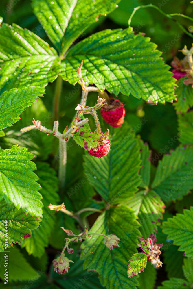 ripe strawberries in the garden ripe strawberries in the garden