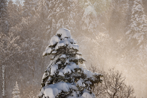 Snovy pine on sunset in caucasus mountains in Lagonaki, Adygea, Russia