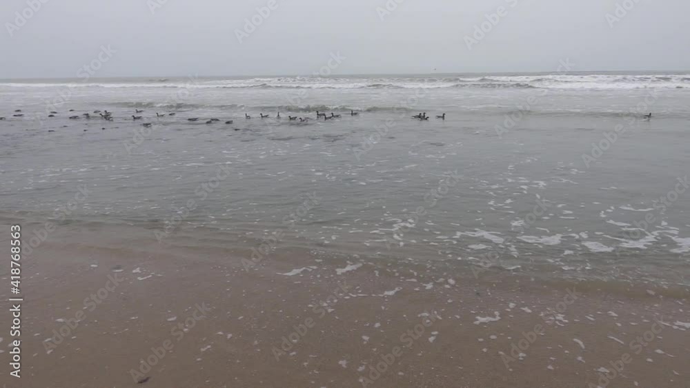 Group of brants (Branta bernicla) swimming close to the beach in waves in Atlantic ocean during low tide. Slow motion footage. Group of brants (Branta bernicla) swimming close to the beach in waves in Atlantic ocean during low tide. Slow motion footage.