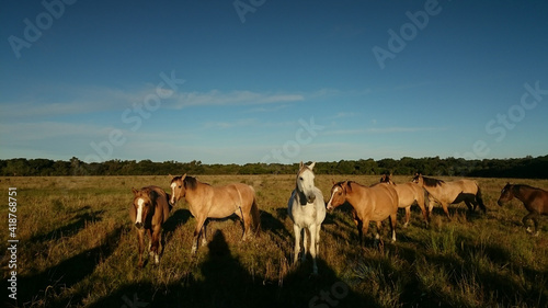 herd of horses