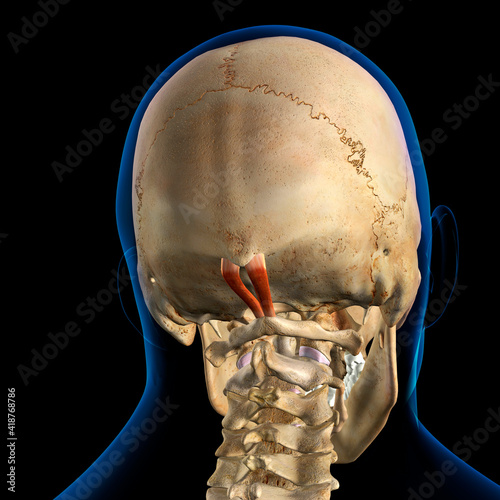 Rectus Capitis Posterior Minor Neck Muscles in Isolation on Spine and Skull photo