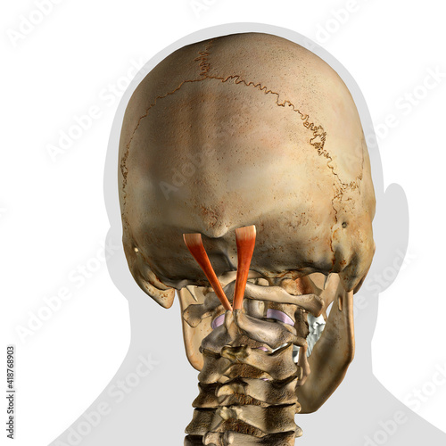 Rectus Capitis Posterior Major Neck Muscles in Isolation on Spine and Skull photo