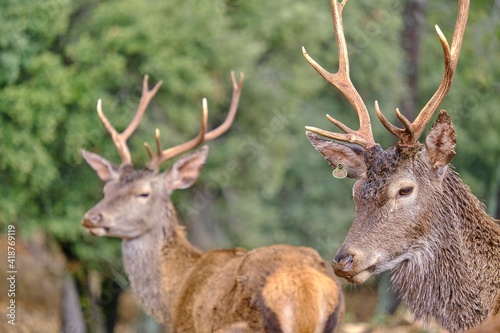 A deer in the Natural Park of the Sierra de Cazorla, Segura and Las Villas. In Jaén, Andalusia. Spain photo