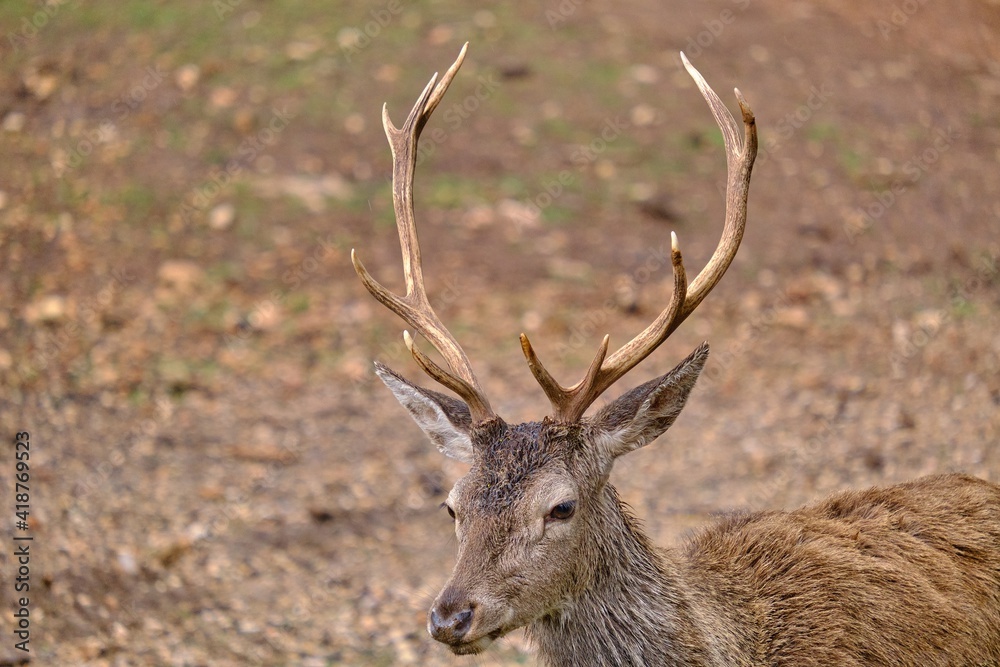 A deer in the Natural Park of the Sierra de Cazorla, Segura and Las Villas. In Jaén, Andalusia. Spain A deer in the Natural Park of the Sierra de Cazorla, Segura and Las Villas. In Jaén, Andalusia. Spain