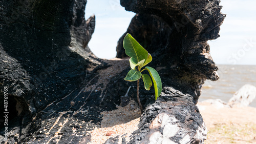 Pequeña plantita que creció en la corteza interior de un árbol hueco caído photo