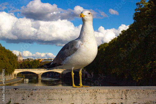 
A seagull bird sits on a bridge over the Tiber river in Rome in sunny weather