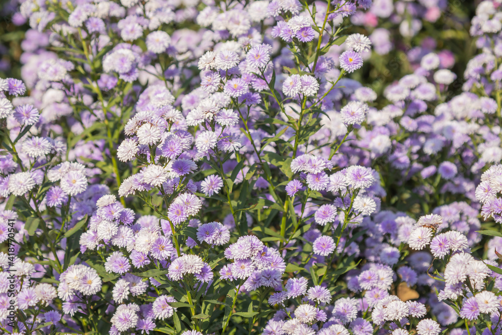 Beautiful margaret flowers blooming in the garden. Beautiful margaret flowers blooming in the garden.