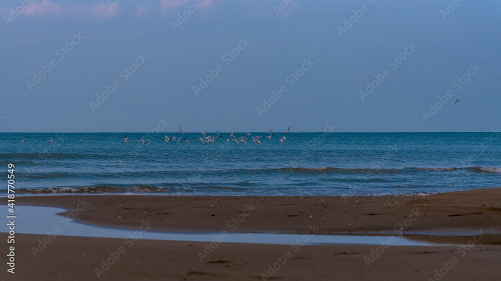 uccelli nel mare del parco della maremma - Alberese