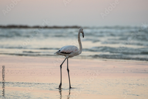 Flamingo by the sea at sunset © cristian