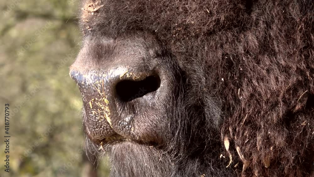 Bisonbulle- Atmung