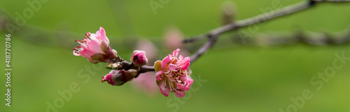 fioritura in campagna photo