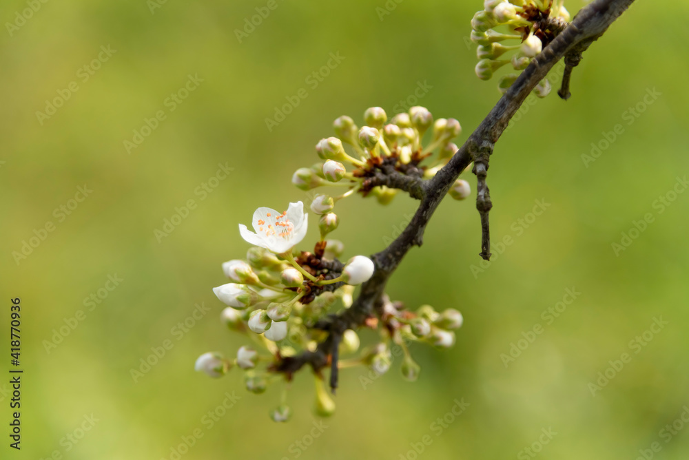 fioritura in campagna fioritura in campagna