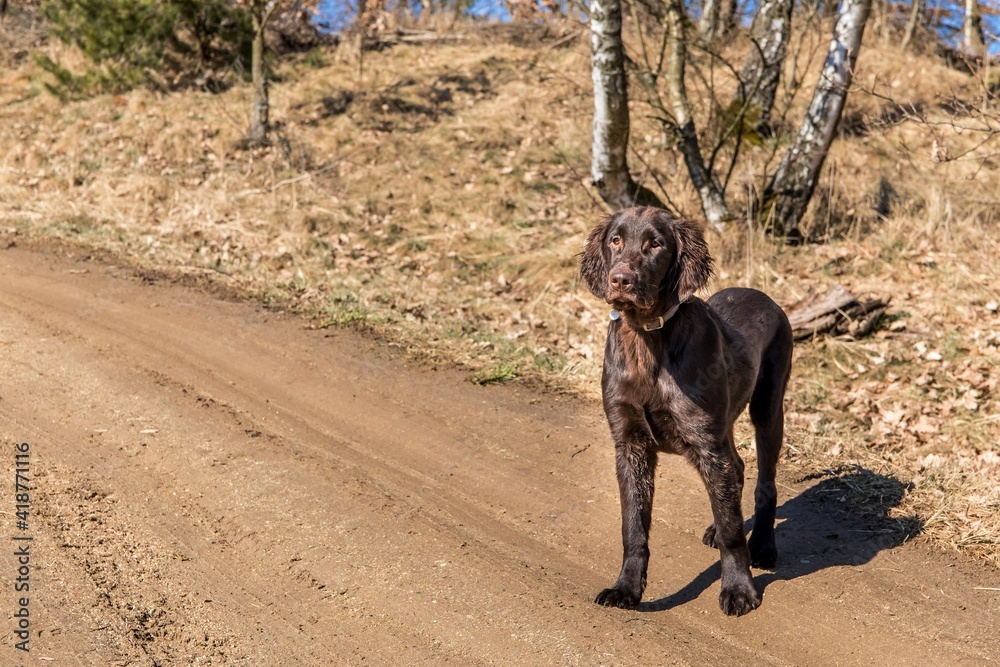 Brown flat coated retriever puppy in the mud on a dirt road. Dirty dog. Hunting dog puppy Brown flat coated retriever puppy in the mud on a dirt road. Dirty dog. Hunting dog puppy