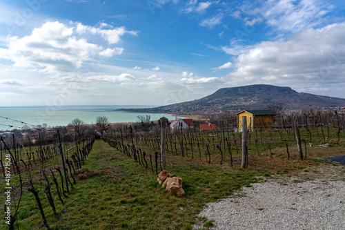 Beautiful view ot the Badacsony hill next to the Lake Balaton from above with an vineyard