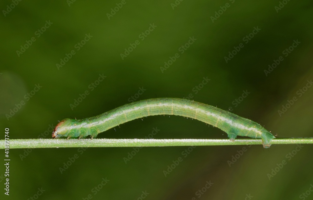 An Inchworm (Geometridae) crawling along a pine needle, ventral view in Houston, TX.